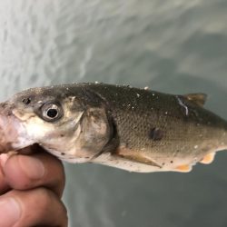 出張フィッシング